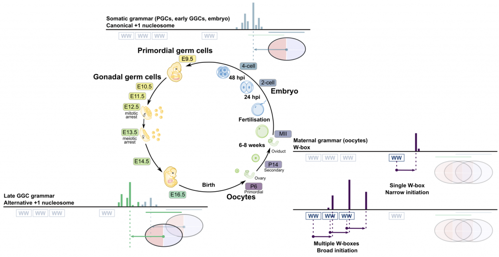 Global regulatory transitions at core promoters demarcate the mammalian germline cycle